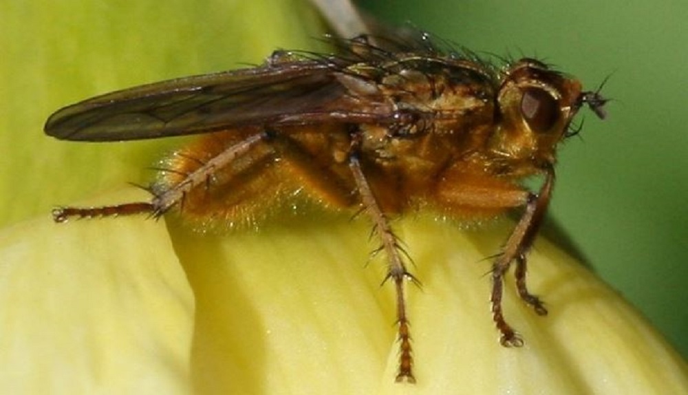 A close up image of the adult dung fly